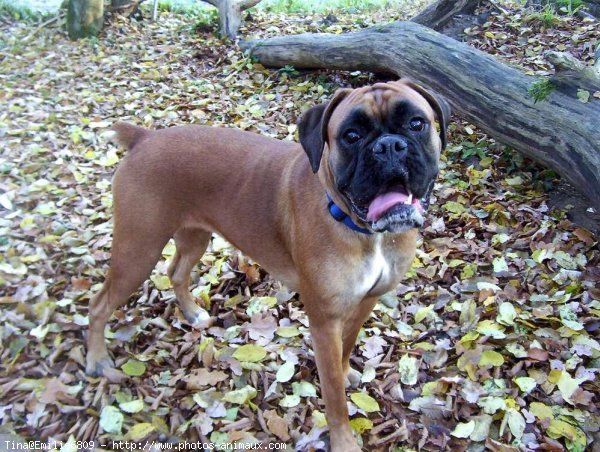 Photo de Boxer