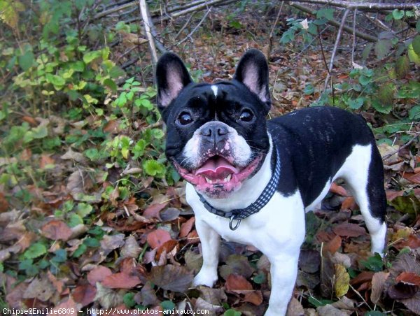 Photo de Bouledogue franais