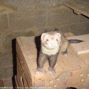 Photo de Furet