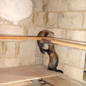 Photo de Furet