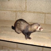 Photo de Furet