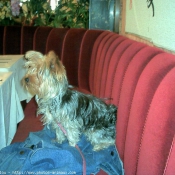 Photo de Yorkshire terrier