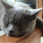 Photo de Chartreux