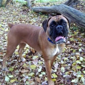 Photo de Boxer