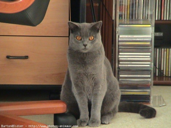 Photo de Chartreux