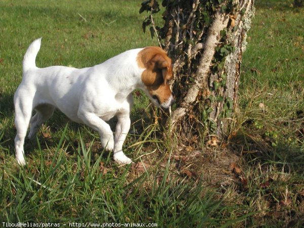 Photo de Jack russell terrier