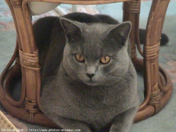 Photo de Chartreux