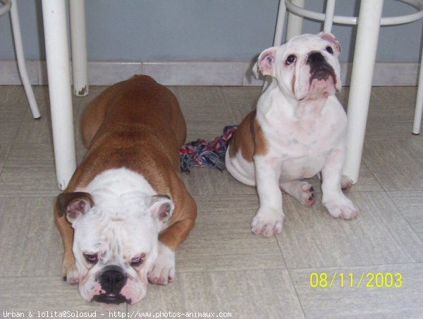 Photo de Bulldog