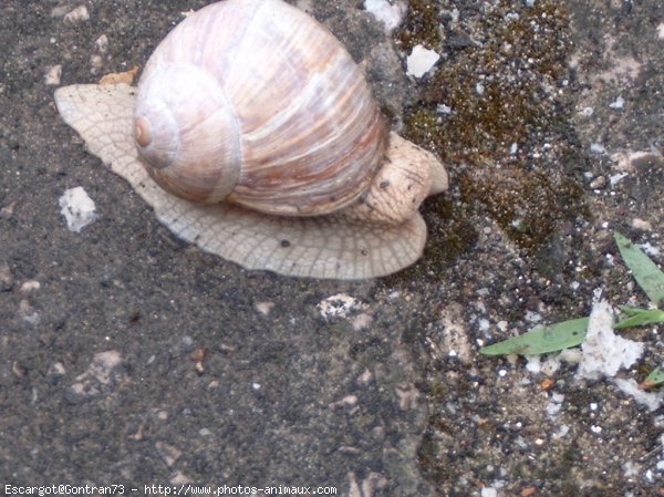 Photo d'Escargot