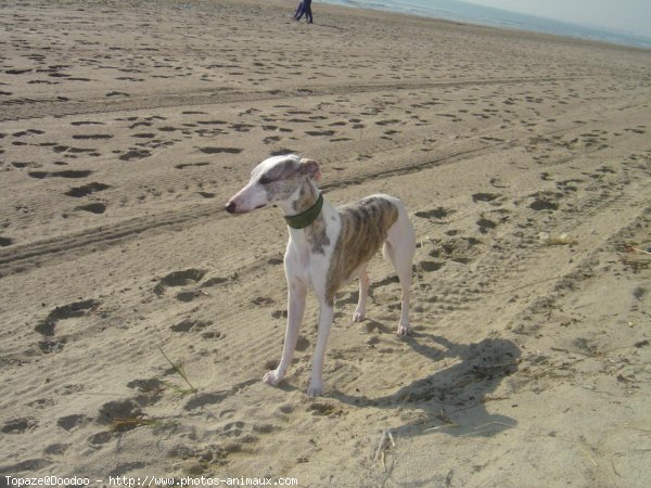 Photo de Whippet