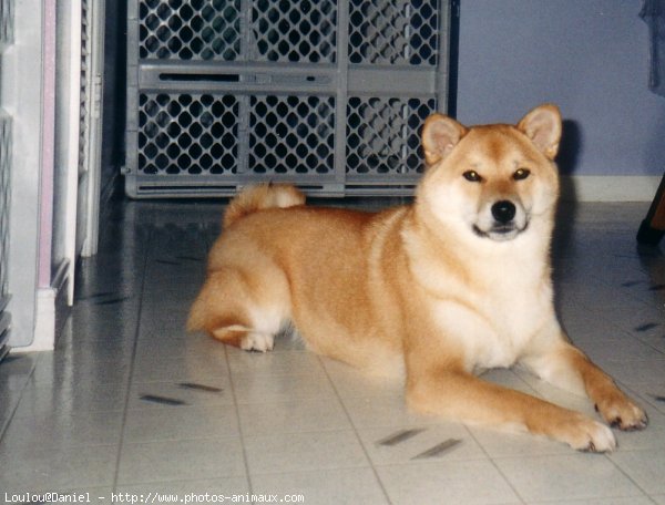 Photo de Shiba