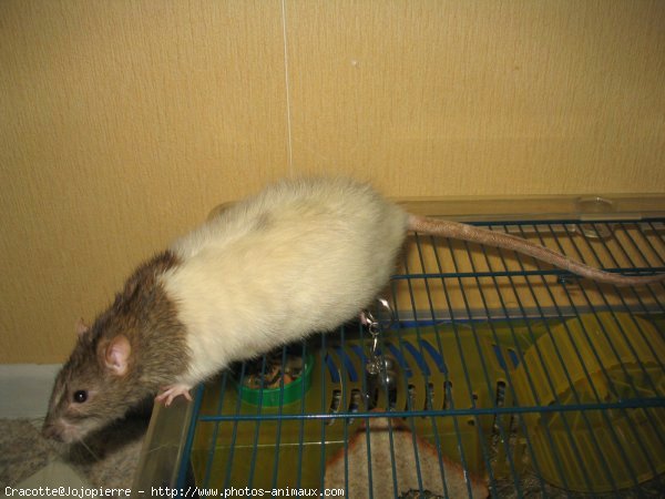 Photo de Rat