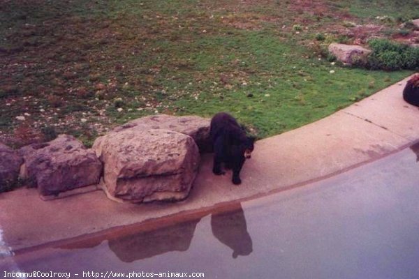 Photo d'Ours