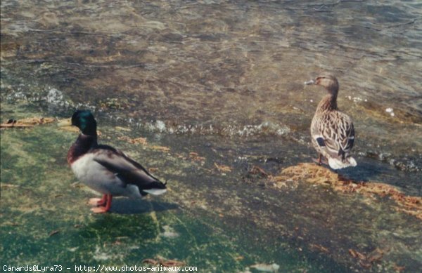 Photo de Canard