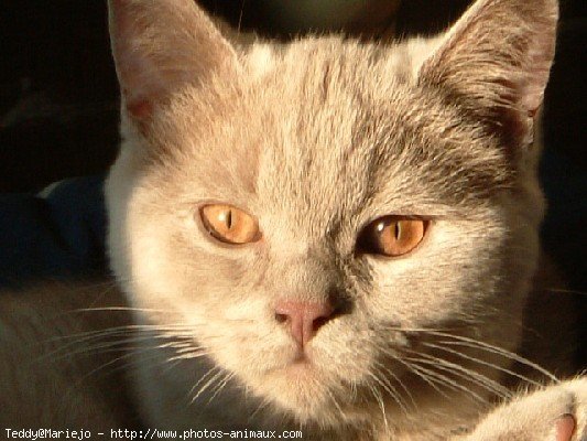 Photo de British shorthair