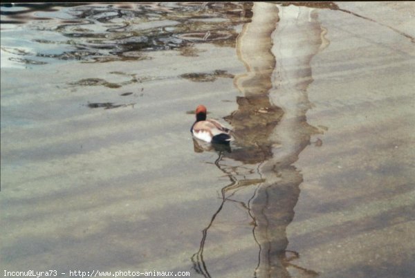 Photo de Canard