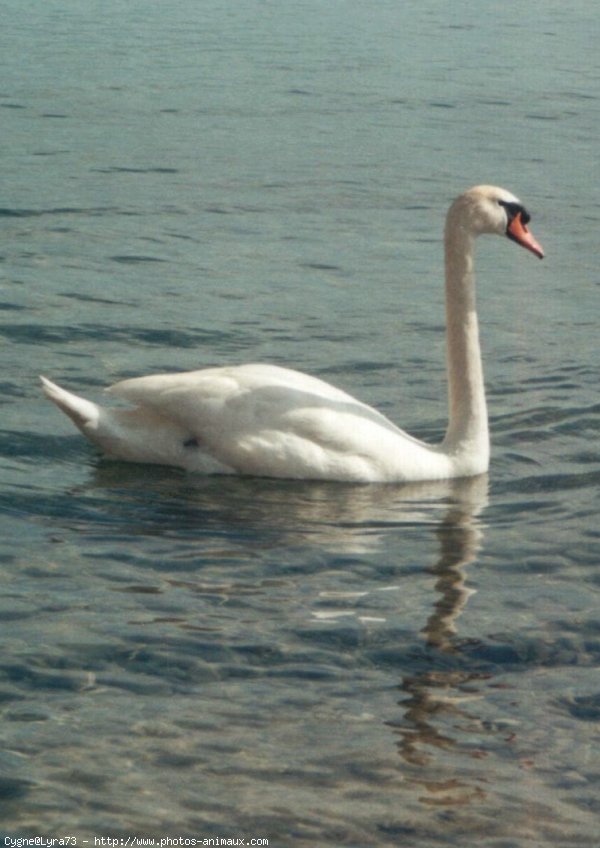 Photo de Cygne