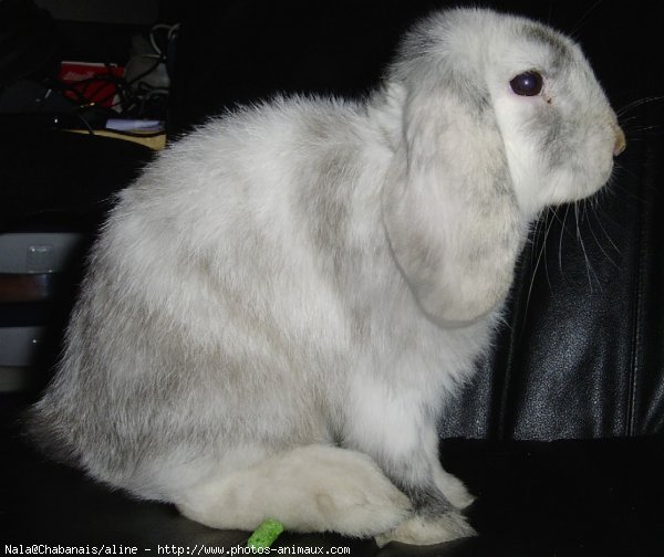 Photo de Lapin