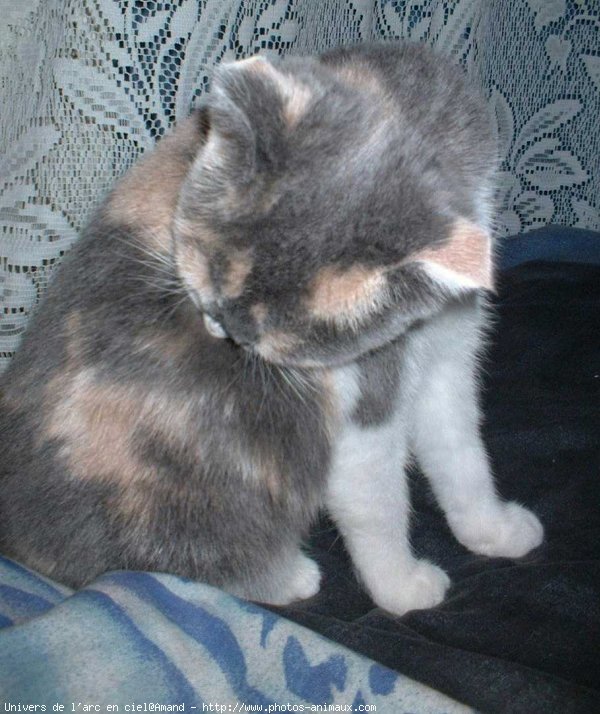 Photo de Scottish fold