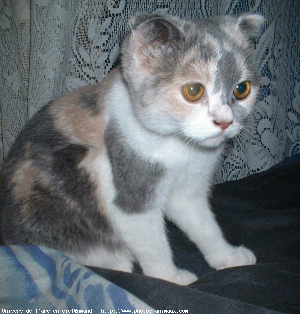 Photo de Scottish fold