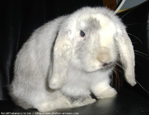 Photo de Lapin