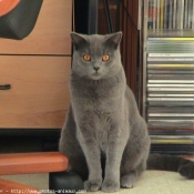 Photo de Chartreux