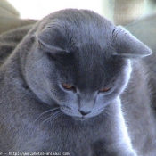 Photo de Chartreux