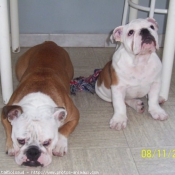 Photo de Bulldog