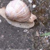 Photo d'Escargot