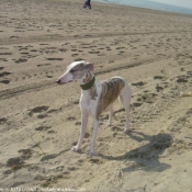 Photo de Whippet