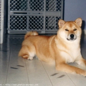 Photo de Shiba