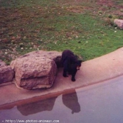 Photo d'Ours