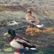 Photo de Canard