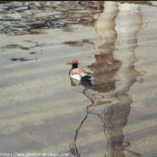 Photo de Canard