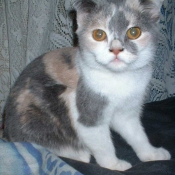 Photo de Scottish fold