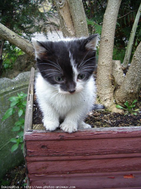 Photo de Chat domestique