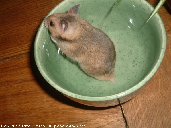 Photo de Hamster