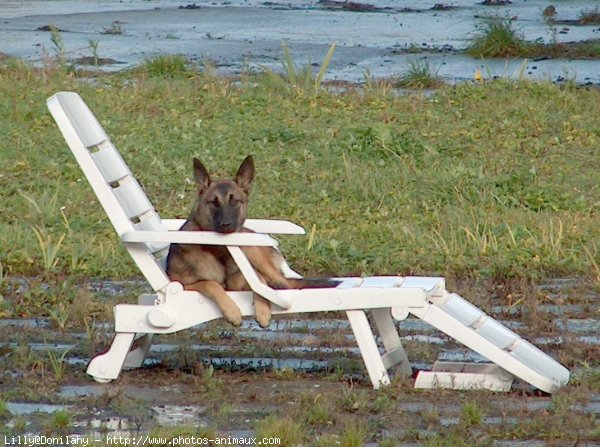 Photo de Berger belge malinois