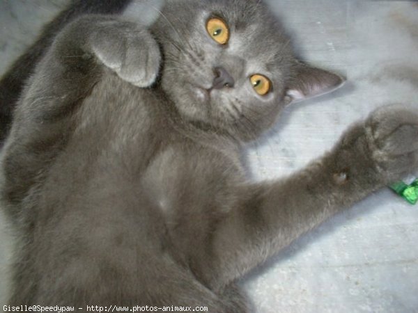 Photo de Chartreux