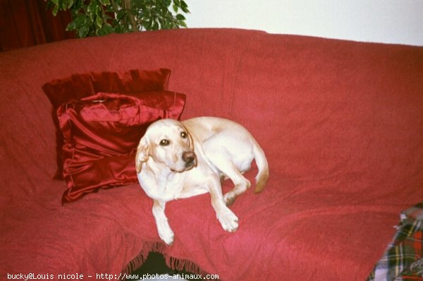 Photo de Labrador retriever