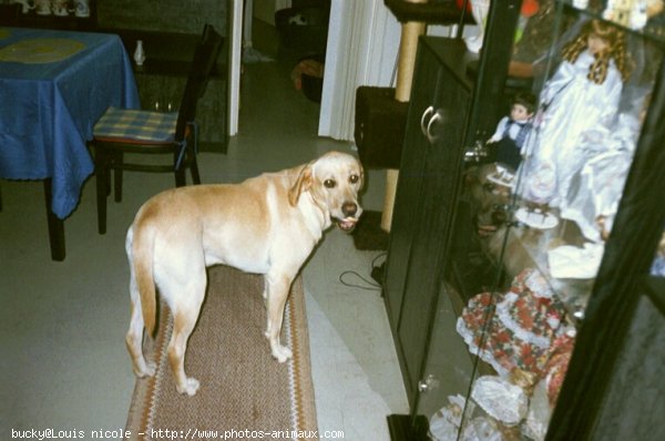 Photo de Labrador retriever