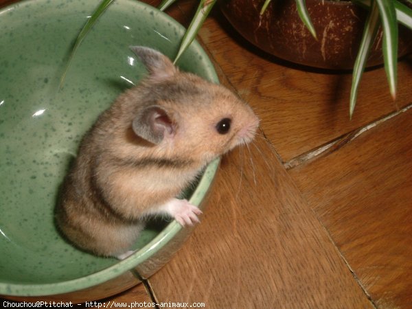 Photo de Hamster