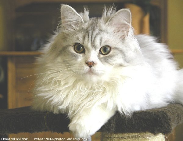 Photo de British longhair