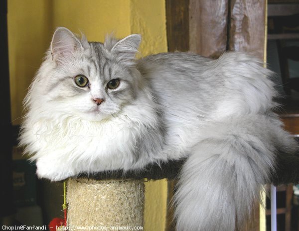 Photo de British longhair