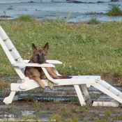 Photo de Berger belge malinois