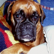 Photo de Boxer