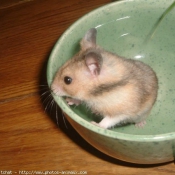 Photo de Hamster