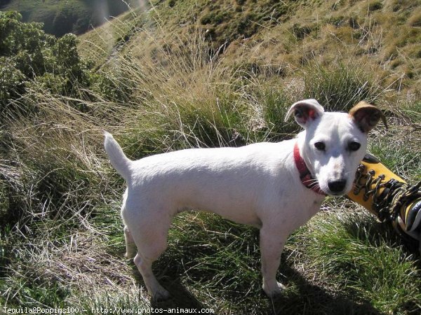 Photo de Jack russell terrier