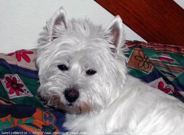 Photo de West highland white terrier