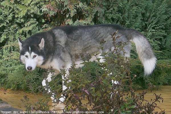 Photo de Husky siberien